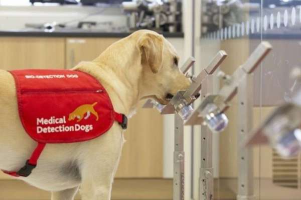 Perros entrenados pueden detectar covid-19 mejor que las pruebas pcr, según estudio