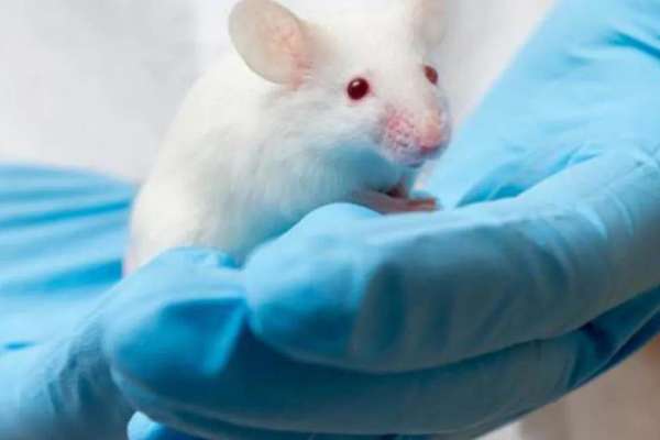 Fármaco vuelve al COVID-19 contra sí mismo, según estudio en ratones