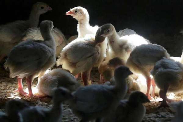 Gripe aviar llega a 9 estados
